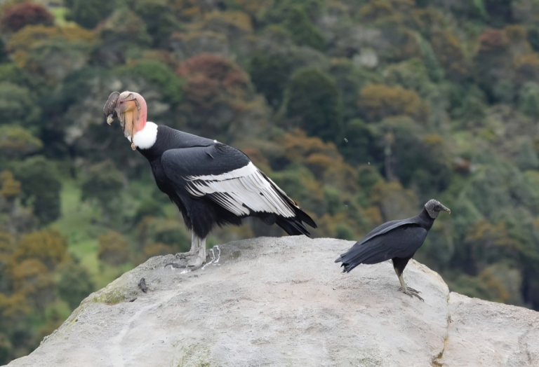 Desde 1976 no se había tenido registro del cóndor andino en Mérida