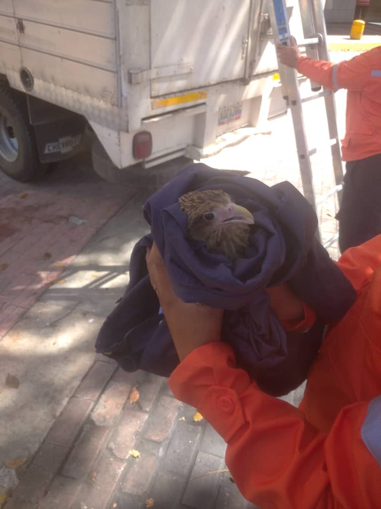 Finalmente el gavilán pudo ser atendido y liberado