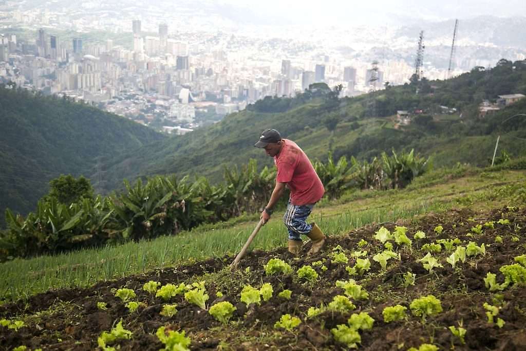 En Caracas produjeron 5.860 toneladas de alimentos en 2025